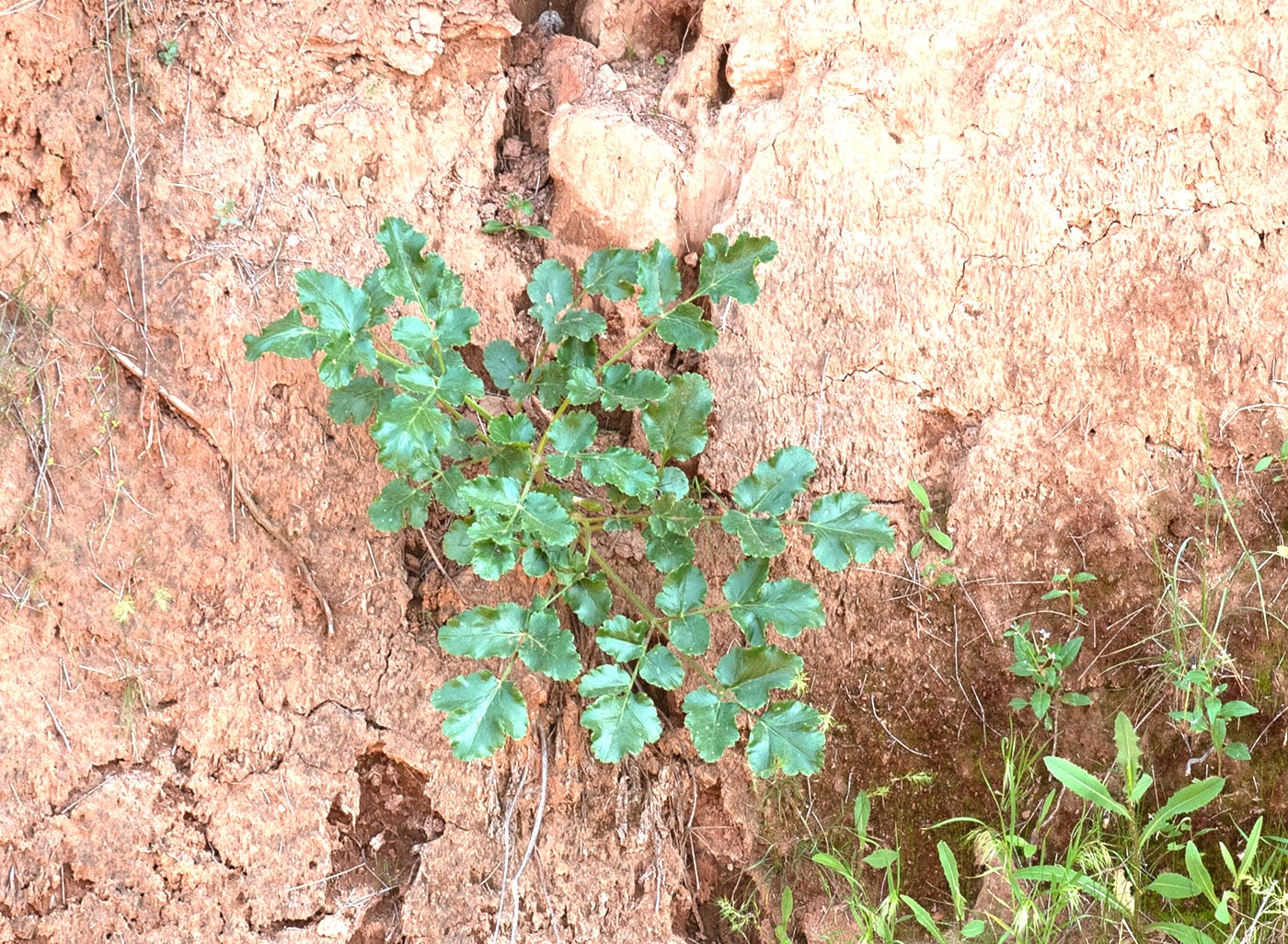 Image of genus Ferula specimen.