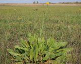 View full-size image Chartolepis intermedia