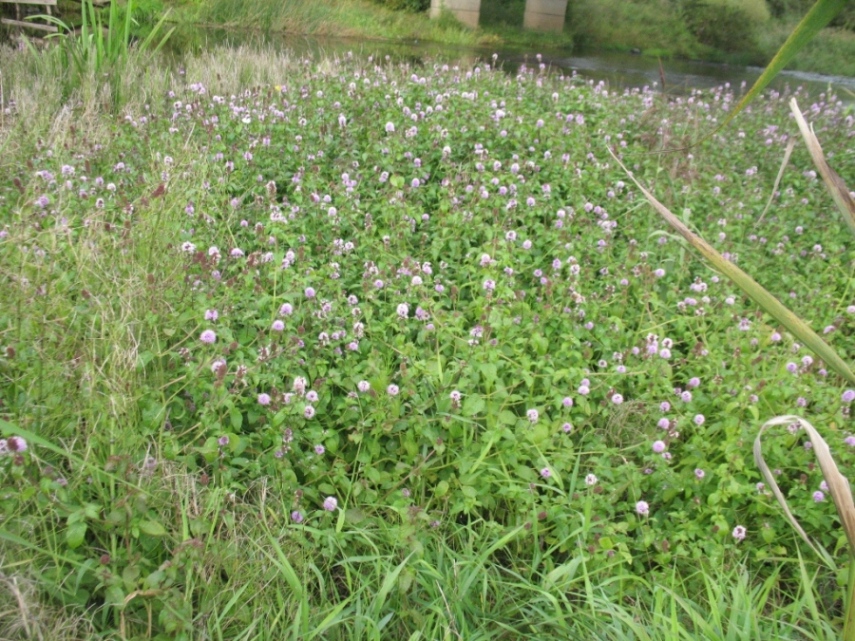 Image of Mentha aquatica specimen.