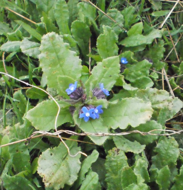 Изображение особи Anchusa pusilla.