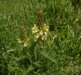 View full-size image Pedicularis sibthorpii