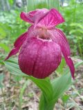 Cypripedium macranthos