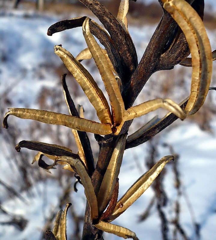 Image of Oenothera biennis specimen.