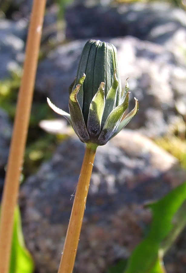 Изображение особи Taraxacum nivale.