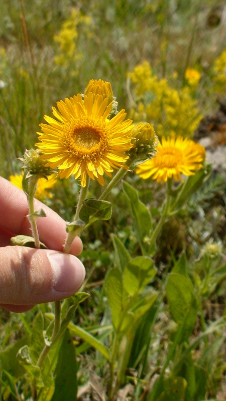 Image of Inula auriculata specimen.