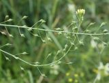 Camelina sylvestris. Соплодия с цветками на верхушке. Белгородская обл., окр. пос. Борисовка, ур. Острасьев яр, степь на крутом склоне. 08.07.2011.