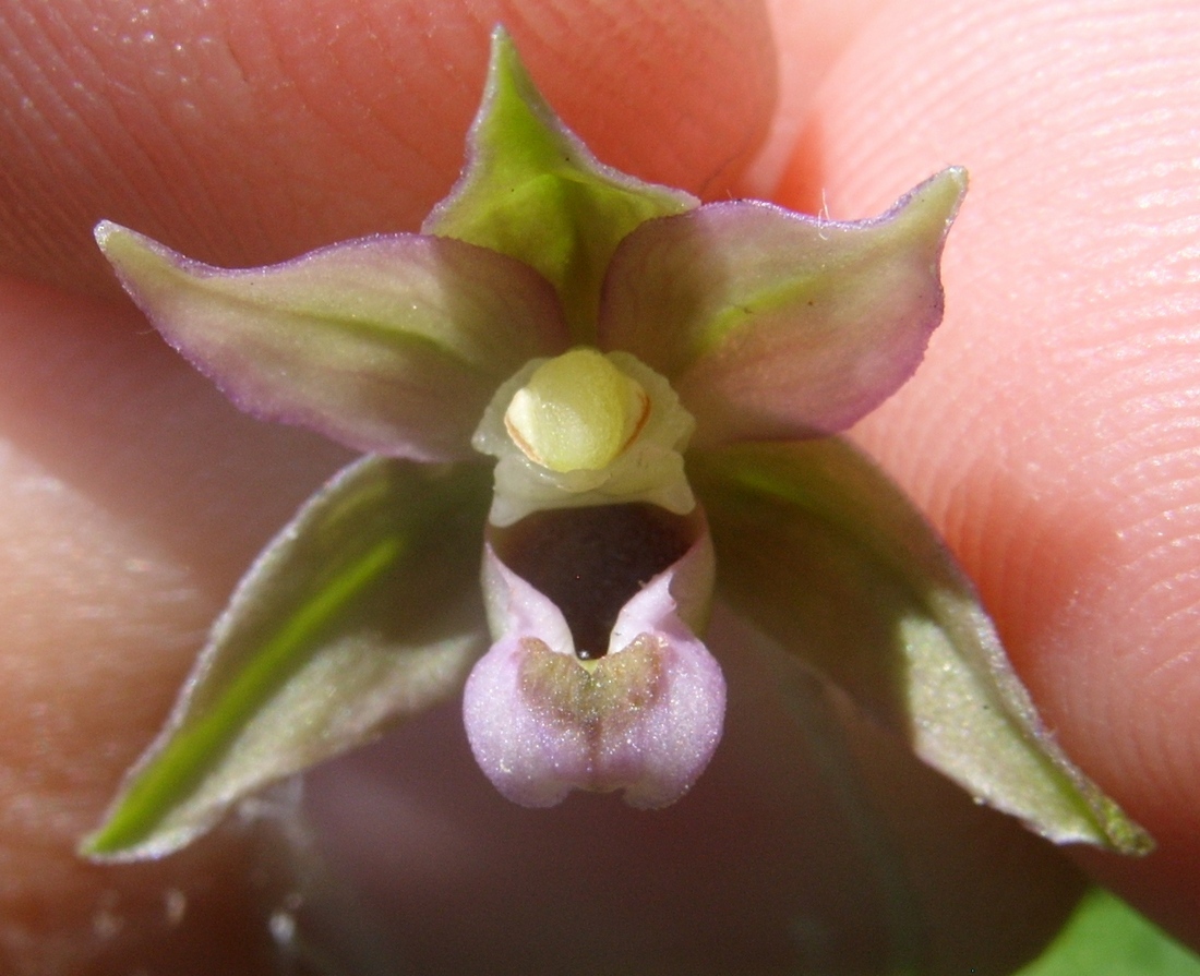 Изображение особи Epipactis helleborine.