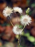 Hieracium umbellatum. Соплодия. Санкт-Петербург, Дудергофские высоты, широколиственный лес. 25.09.2011.