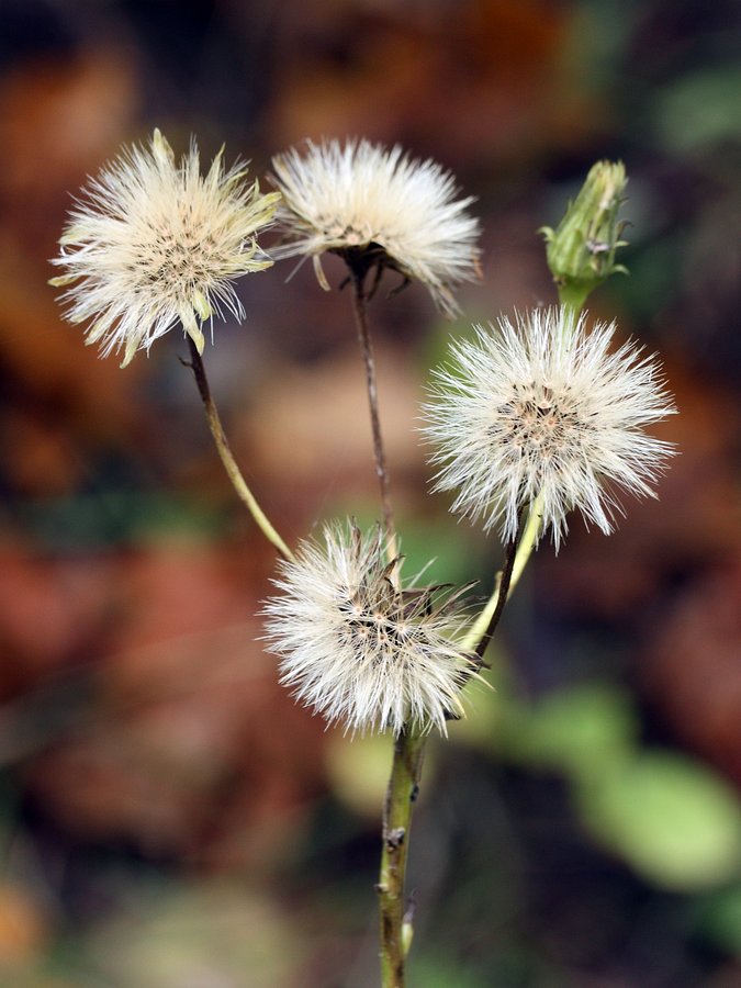 Image of Hieracium umbellatum specimen.