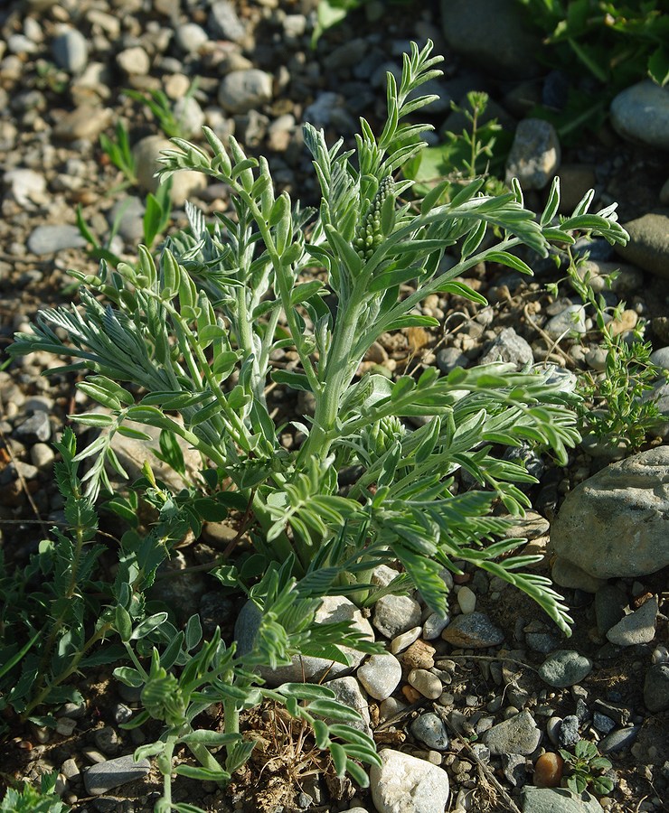 Image of familia Fabaceae specimen.