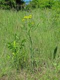 View full-size image Euphorbia virgata