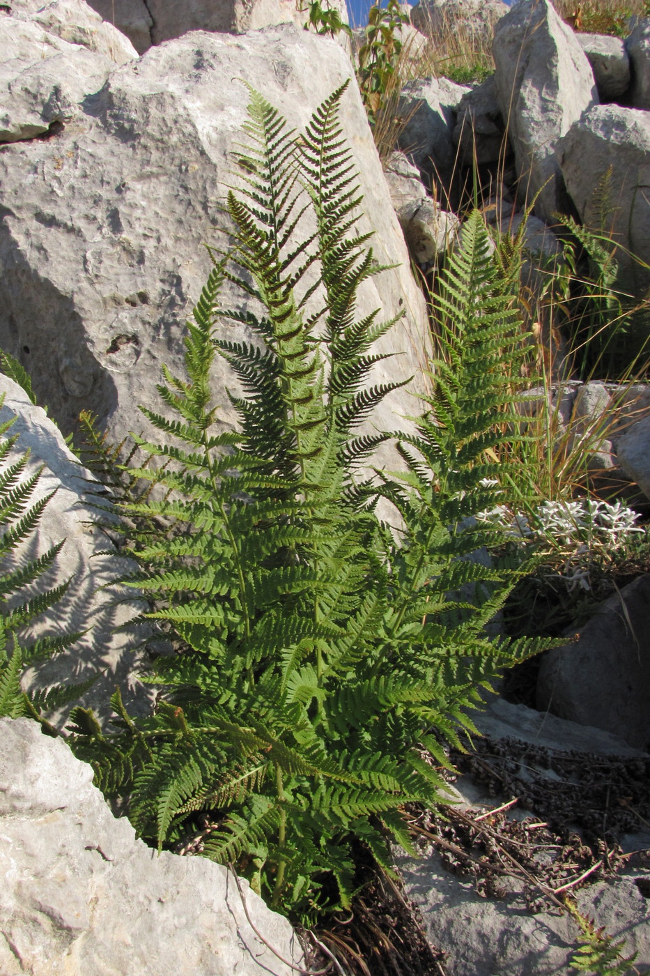 Image of Dryopteris villarii specimen.