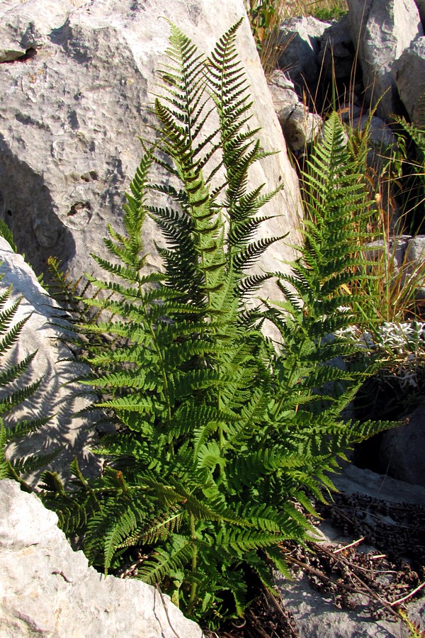 Image of Dryopteris villarii specimen.