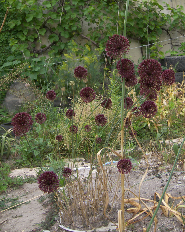 Image of Allium atroviolaceum specimen.