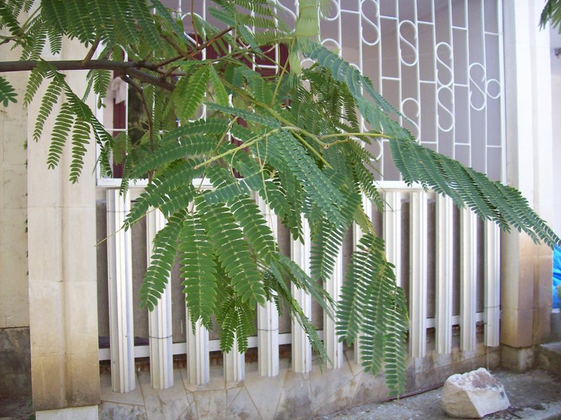 Image of Albizia julibrissin specimen.