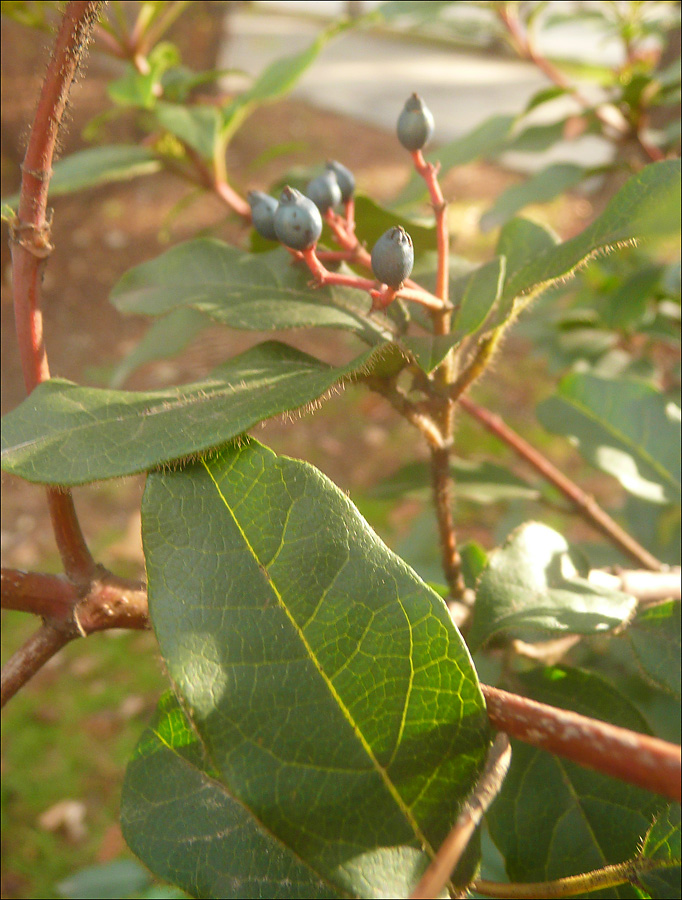 Image of Viburnum tinus specimen.