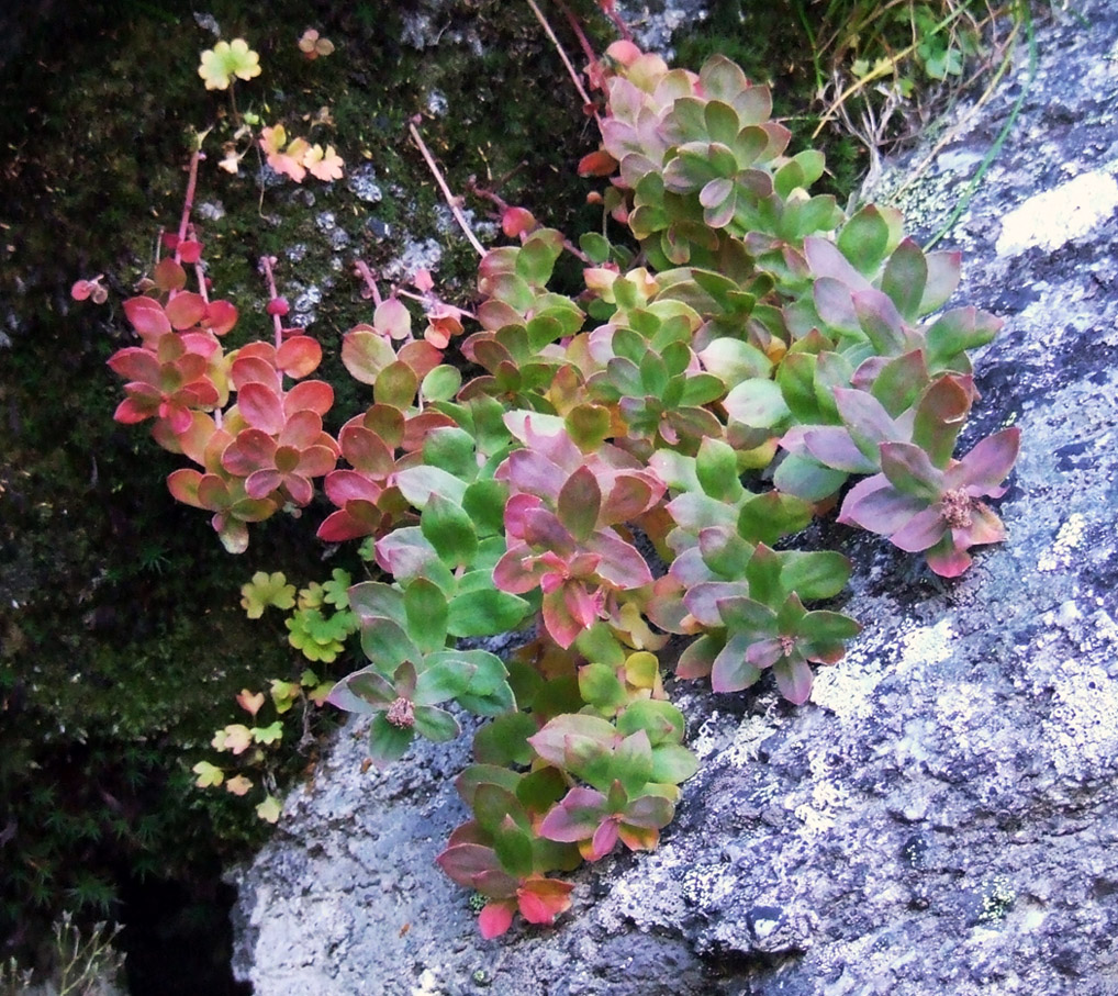 Изображение особи Rhodiola rosea.