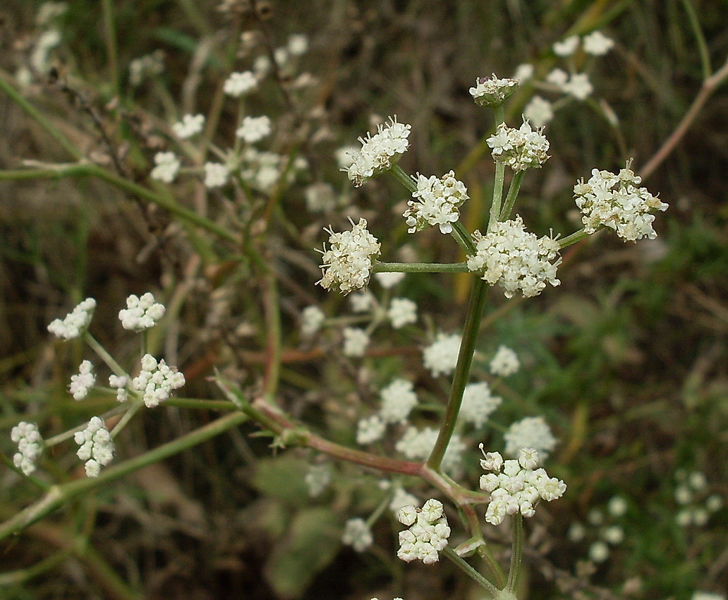 Image of Seseli arenarium specimen.