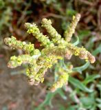 Atriplex tatarica