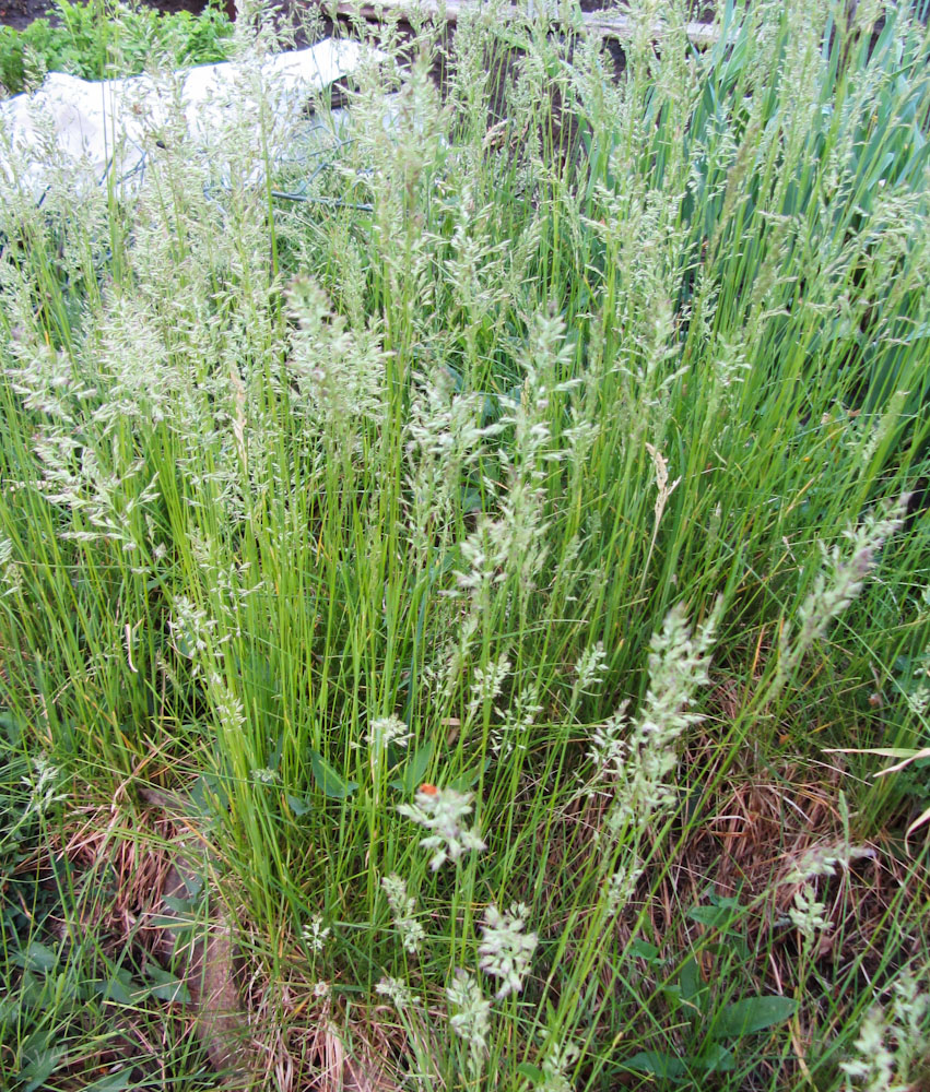 Image of genus Poa specimen.