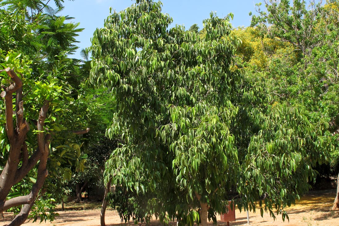 Image of Ficus binnendijkii specimen.