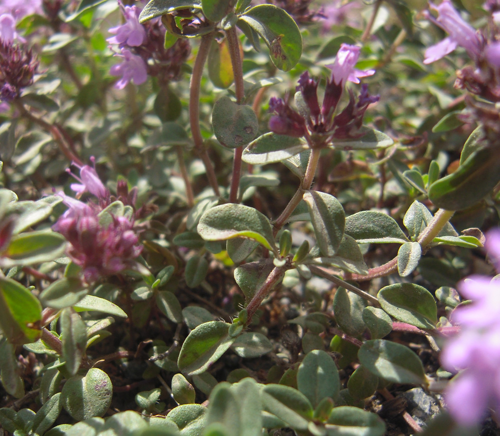 Изображение особи Thymus pseudopulegioides.