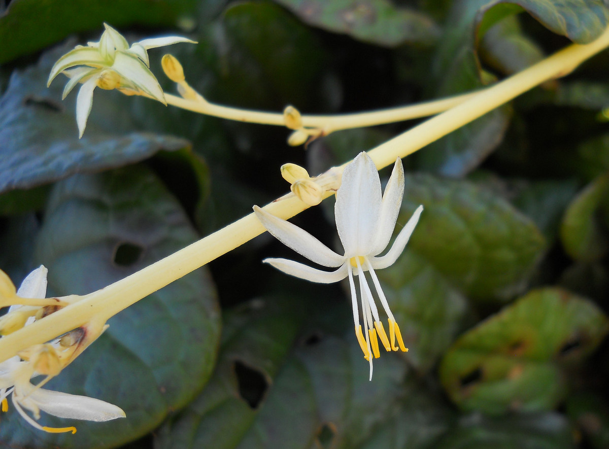 Image of Chlorophytum comosum specimen.