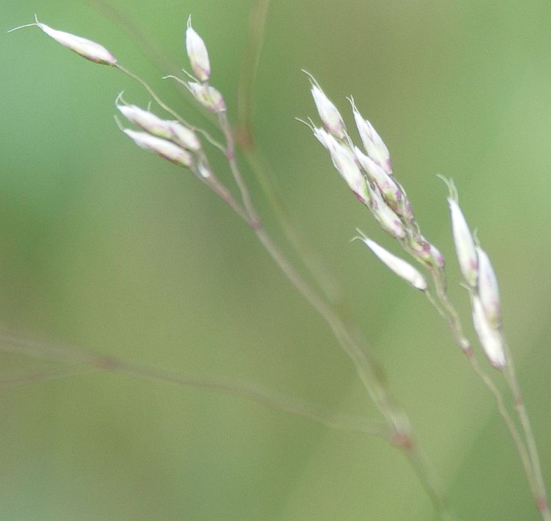 Image of Avenella flexuosa specimen.