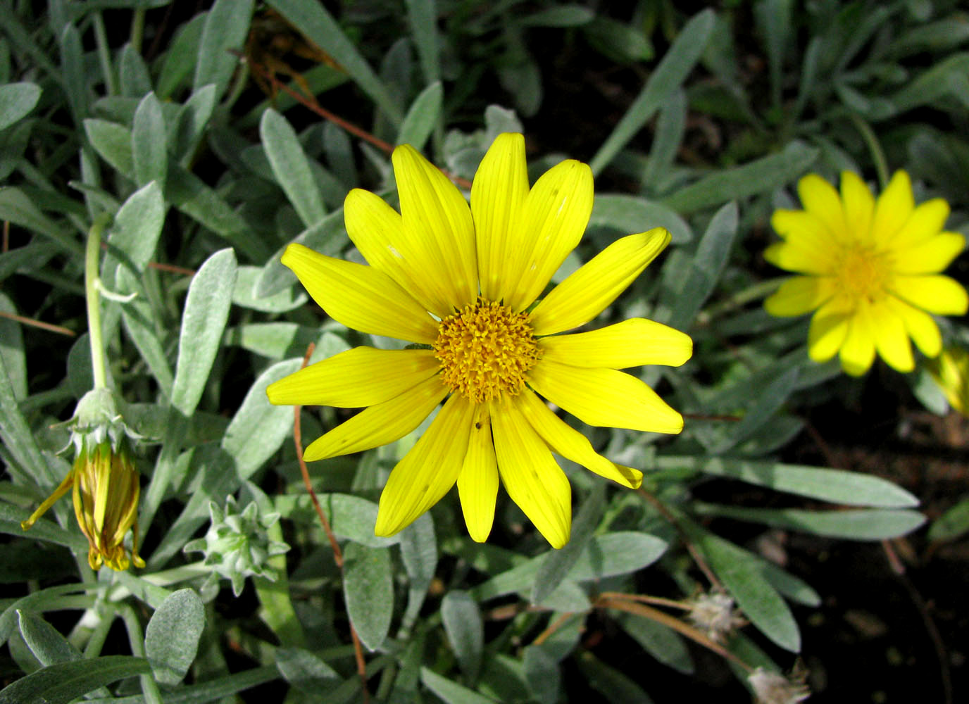 Изображение особи Gazania rigens var. leucolaena.