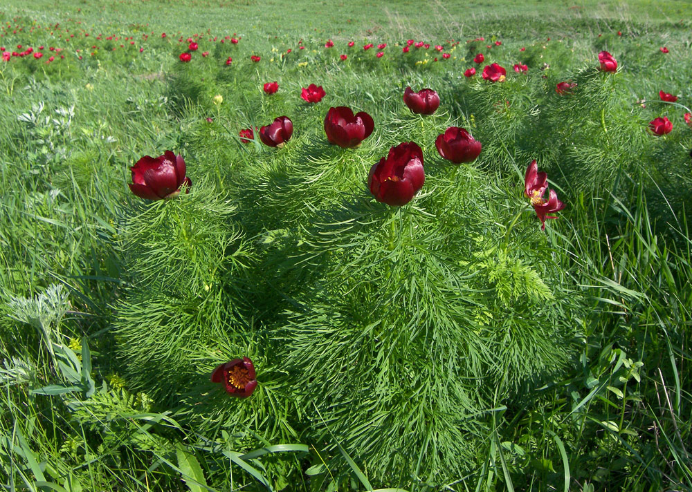 Image of Paeonia tenuifolia specimen.