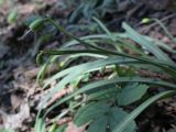 Galanthus rizehensis