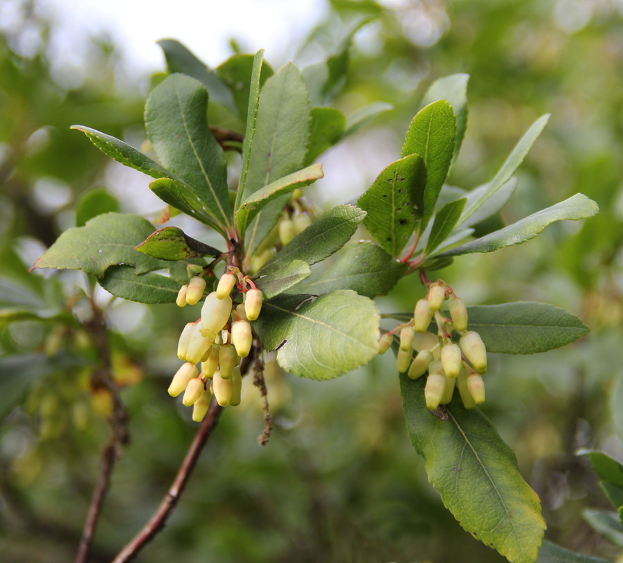 Изображение особи Arbutus unedo.