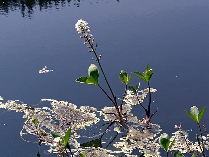 Image of Menyanthes trifoliata specimen.