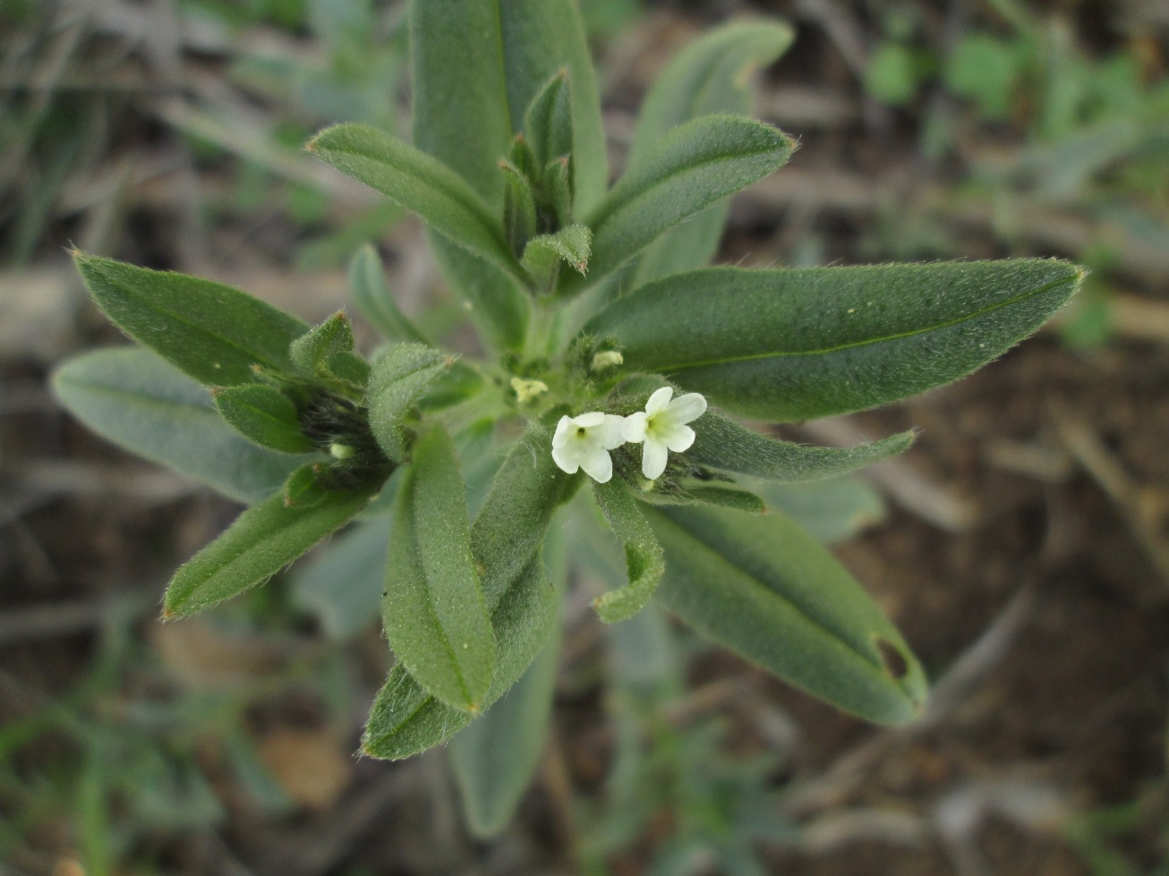 Image of Buglossoides arvensis specimen.