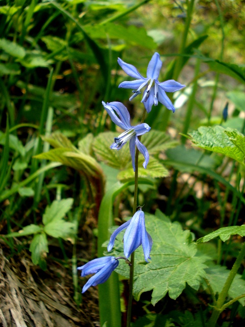 Image of genus Scilla specimen.