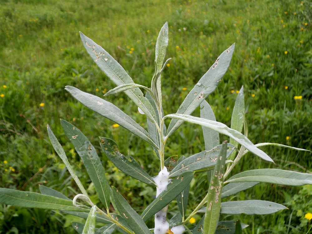 Изображение особи Salix gmelinii.