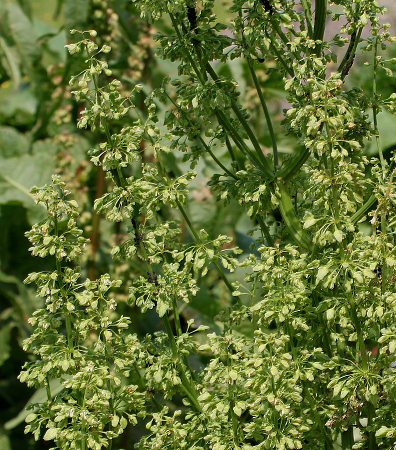 Image of Rumex obtusifolius specimen.