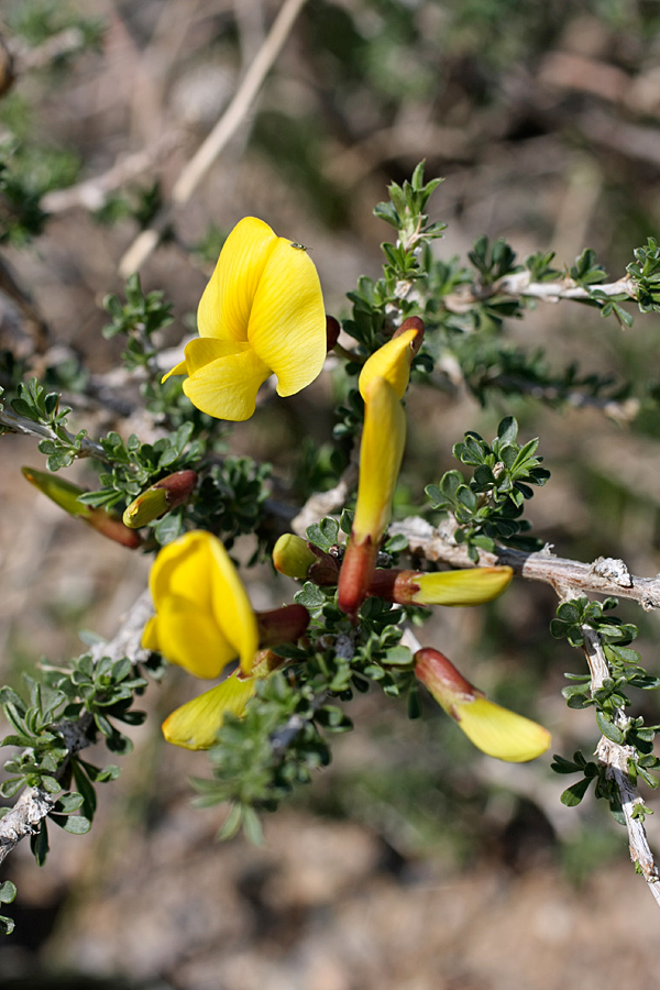 Image of Caragana balchaschensis specimen.