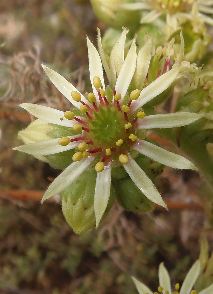 Image of Sempervivum ruthenicum specimen.