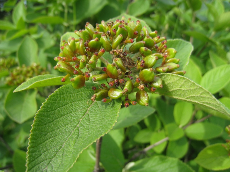 Image of Viburnum lantana specimen.