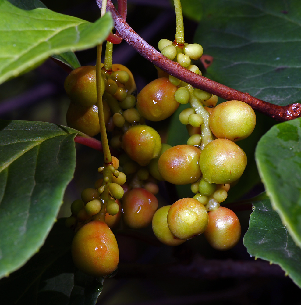 Image of Schisandra chinensis specimen.