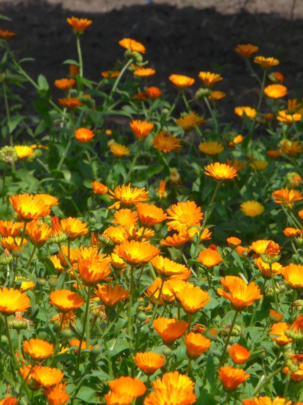 Изображение особи Calendula officinalis.