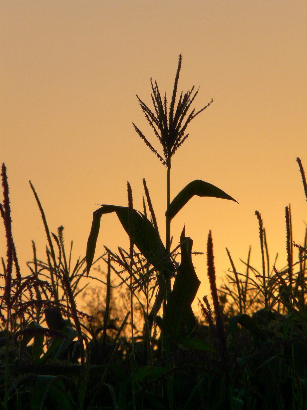 Изображение особи Zea mays.