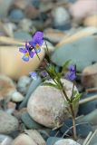 Viola tricolor. Цветущее растение. Карелия, Заонежье, галечный пляж небольшого острова. 14.06.2012.