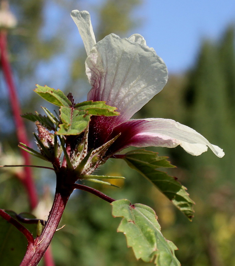 Image of Hibiscus sabdariffa specimen.