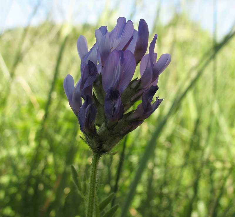 Image of Astragalus danicus specimen.