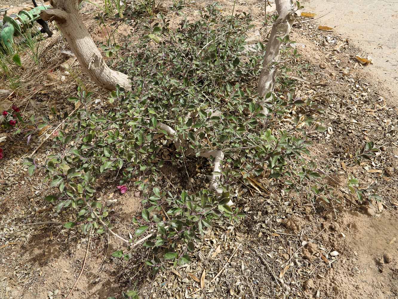 Image of Vitex trifolia var. purpurea specimen.