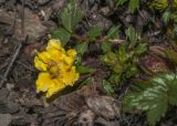 Potentilla fragarioides