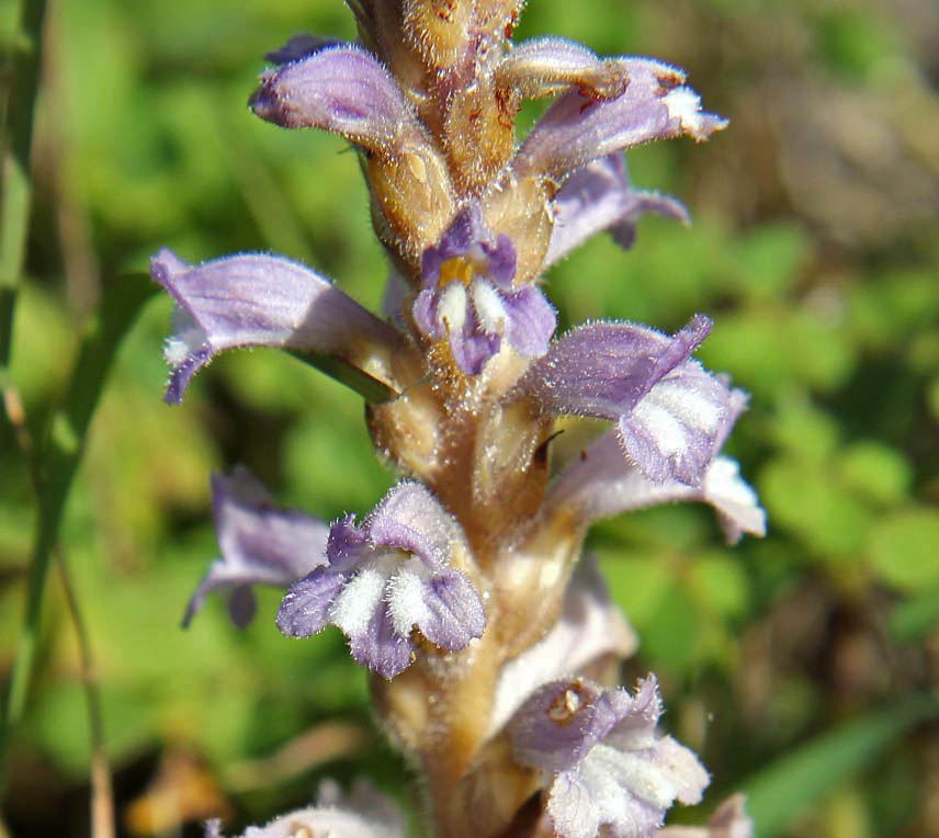 Image of Phelipanche ramosa specimen.