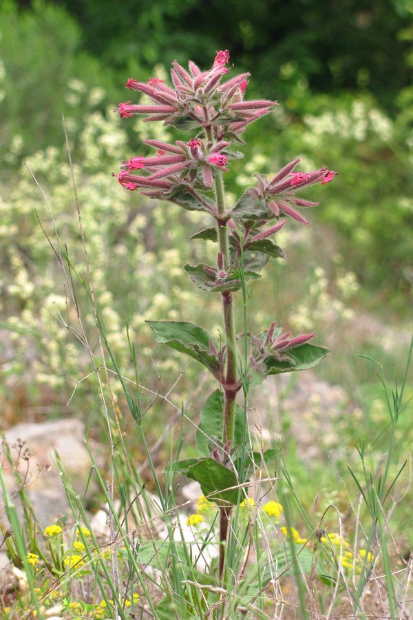 Image of Saponaria glutinosa specimen.